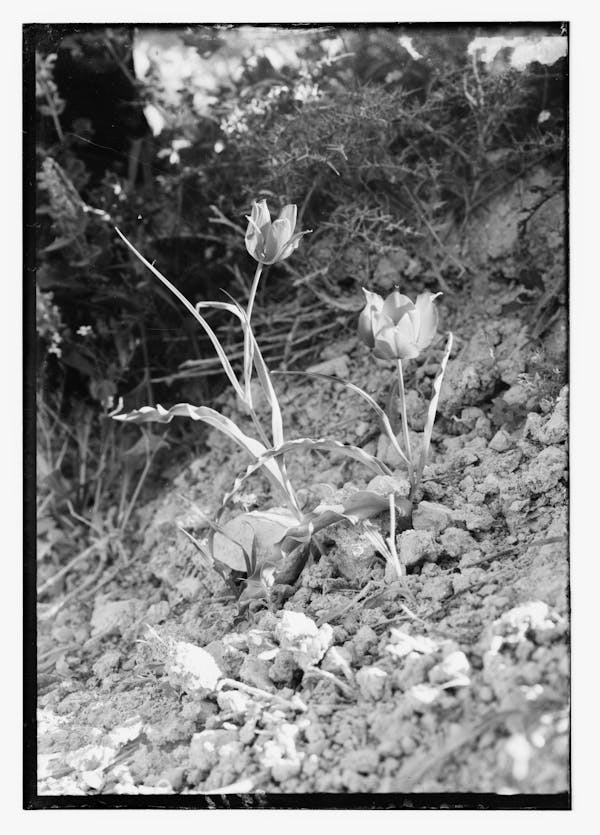 Photograph of Palestinian wildflower